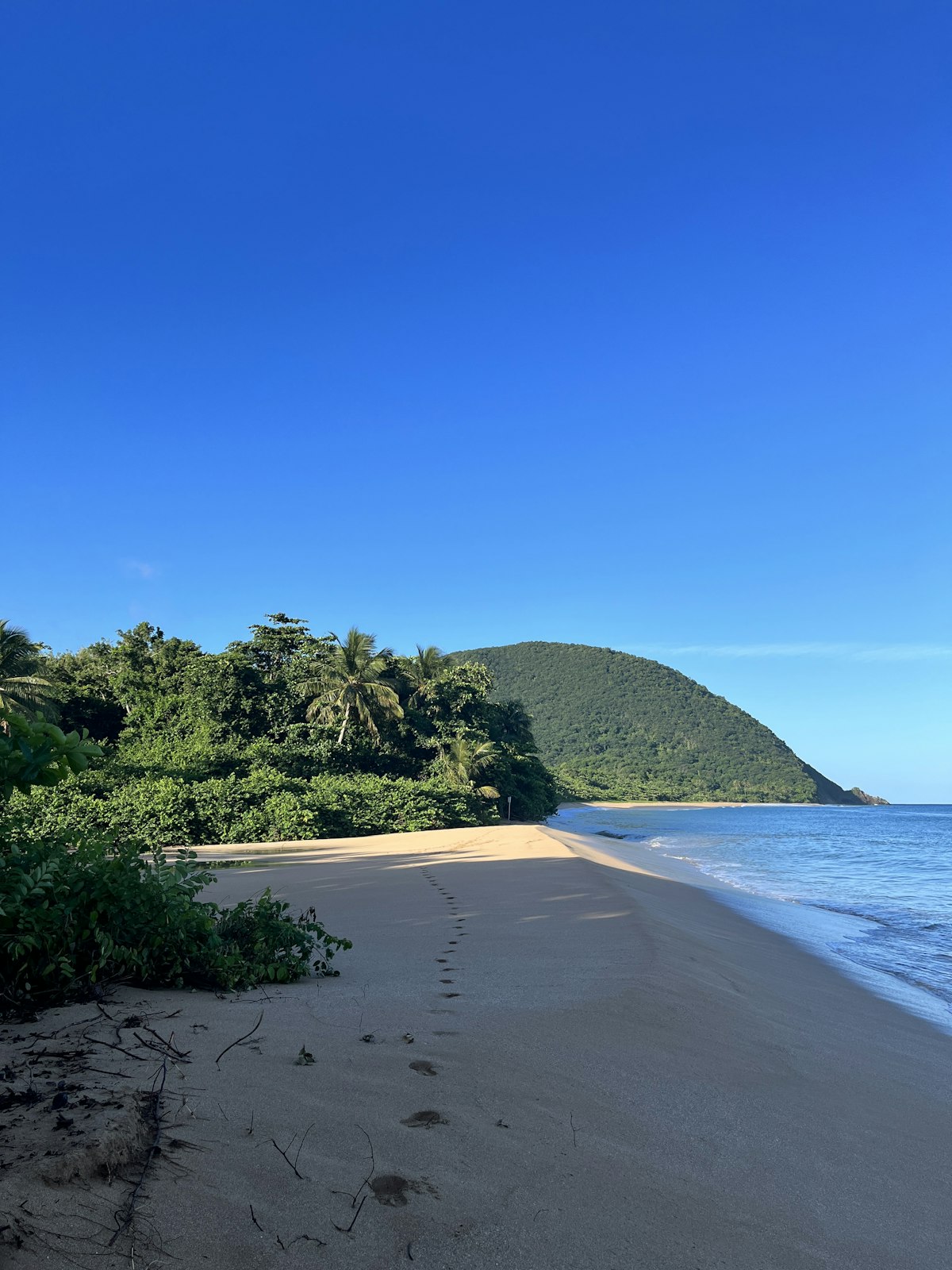 Plage de sable bordée de végétation tropicale en Guadeloupe